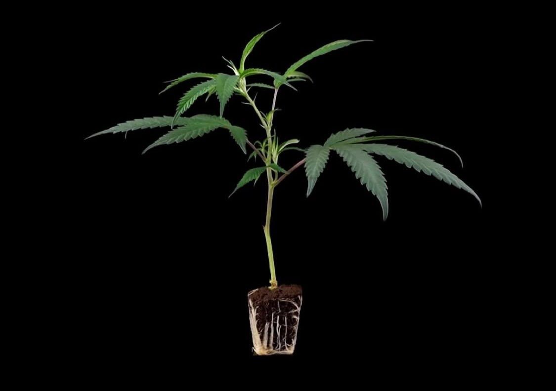Sour Diesel (Gaby SI)