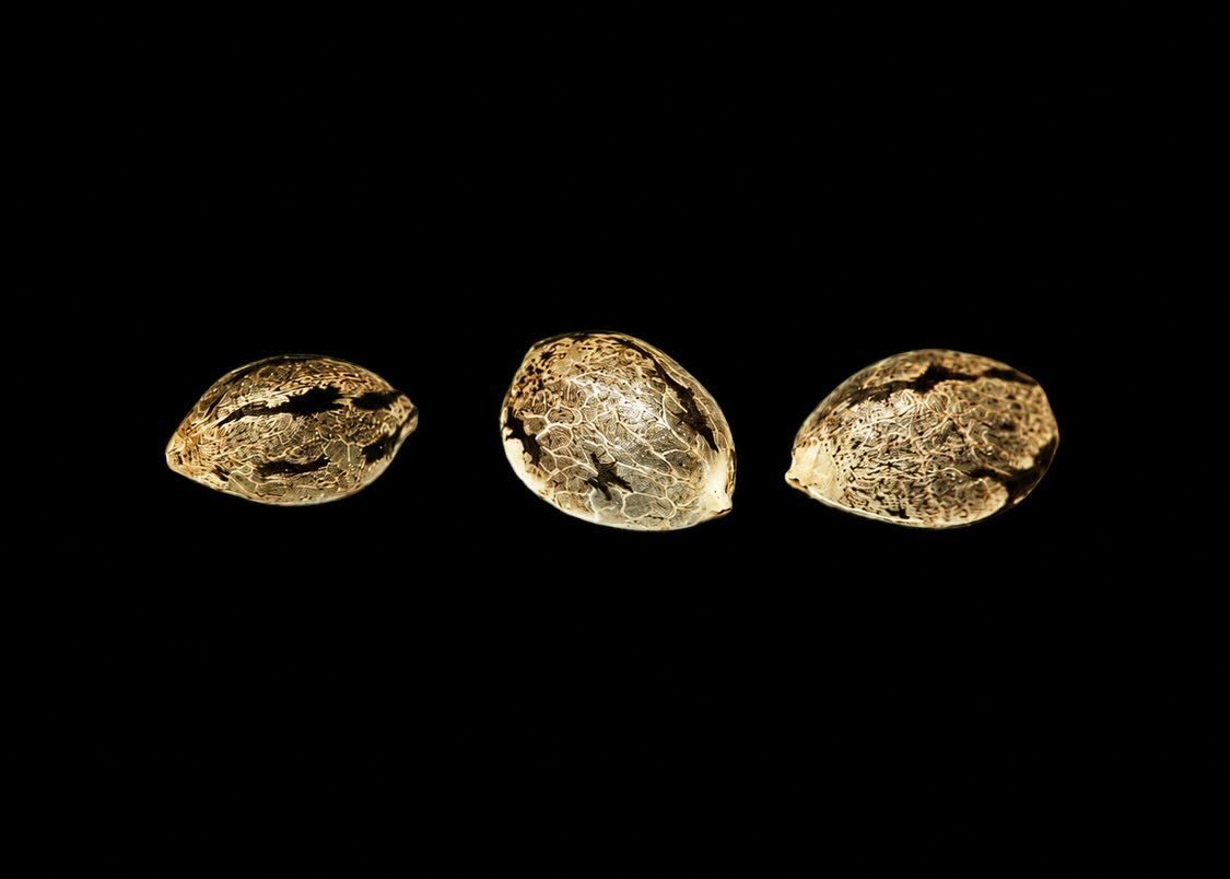 Seeds